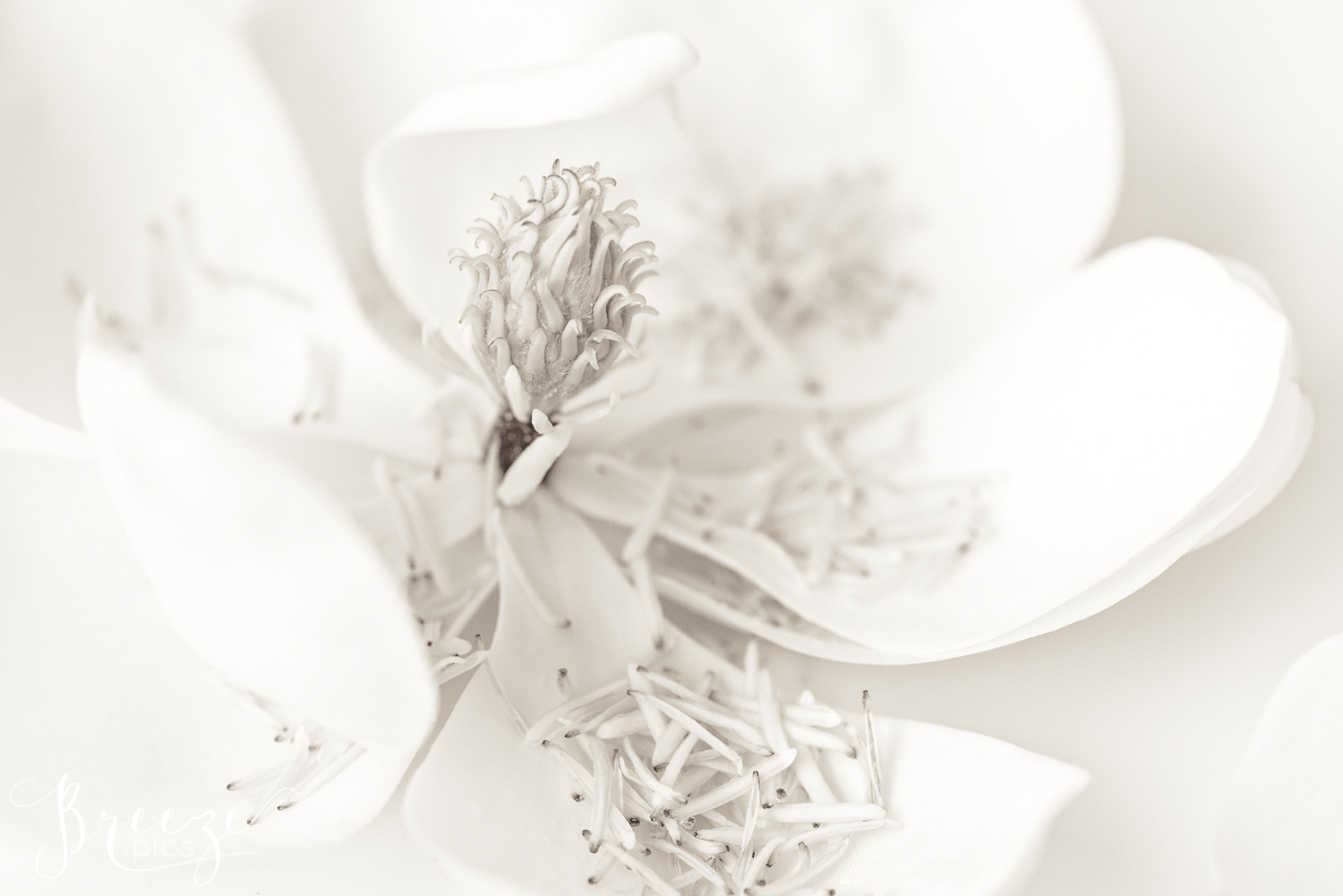 Magnolia Petals Nature Flowers in Black and White Monochrome, Fine Art Print Photograph, Breeze Pics, Bernadette Meyers