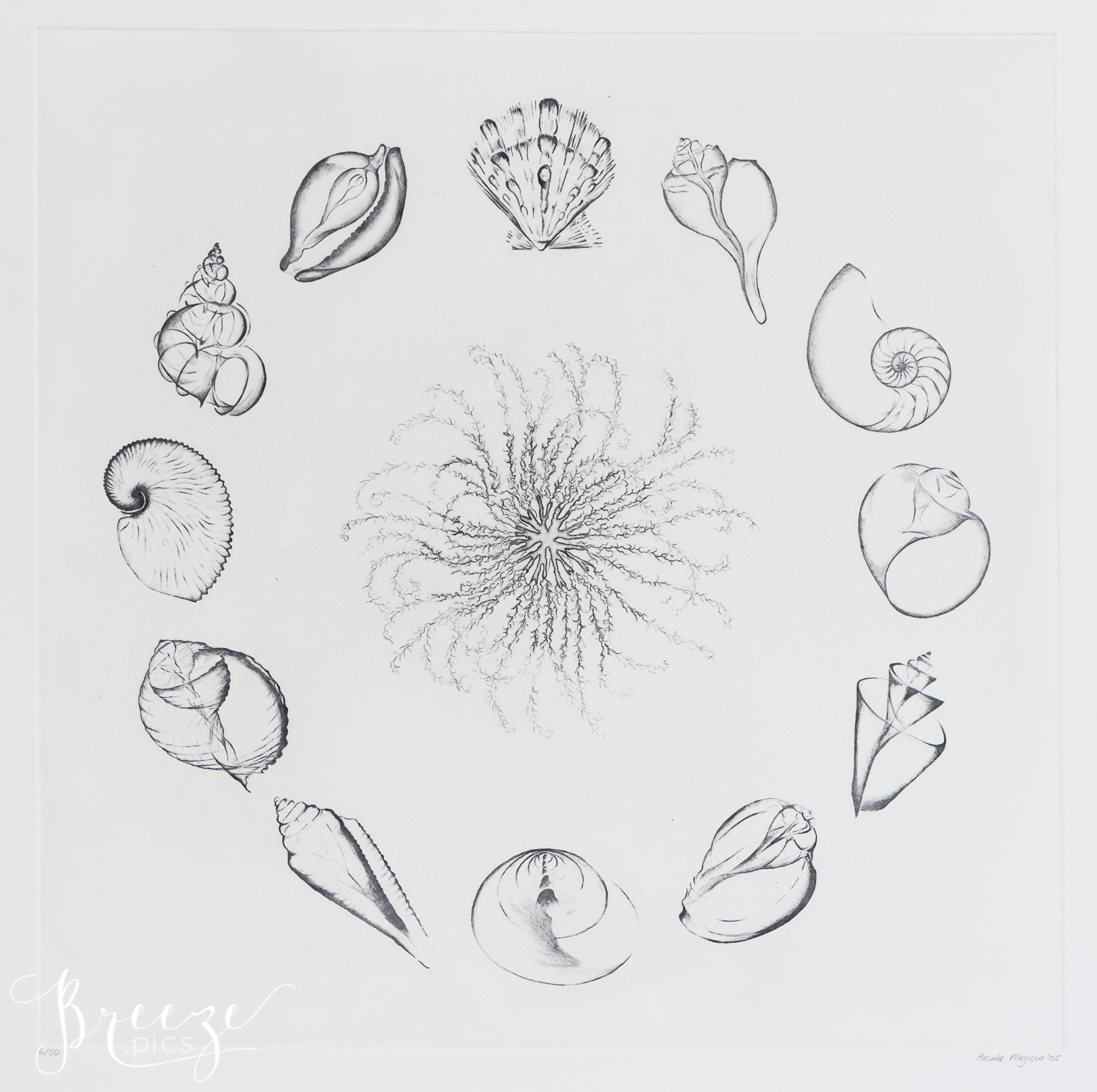 Black Circle of Shells Fine Art Etching, Breeze Pics, Bernadette Meyers