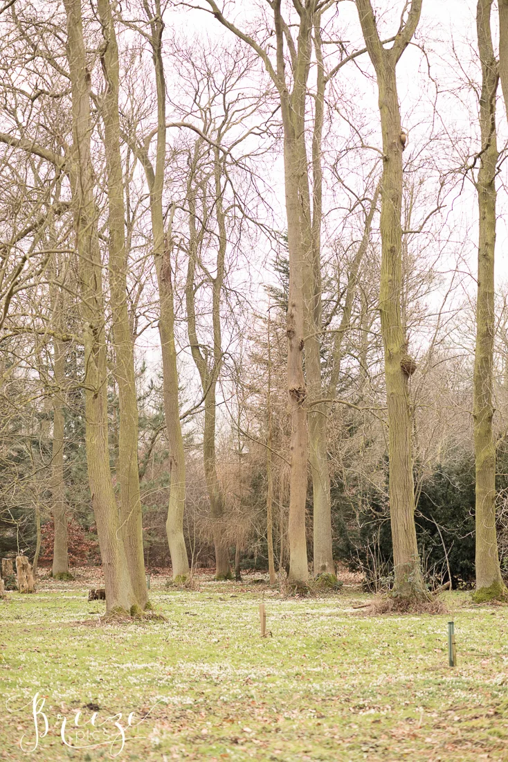 Snowdrops-2483-Ed.jpg