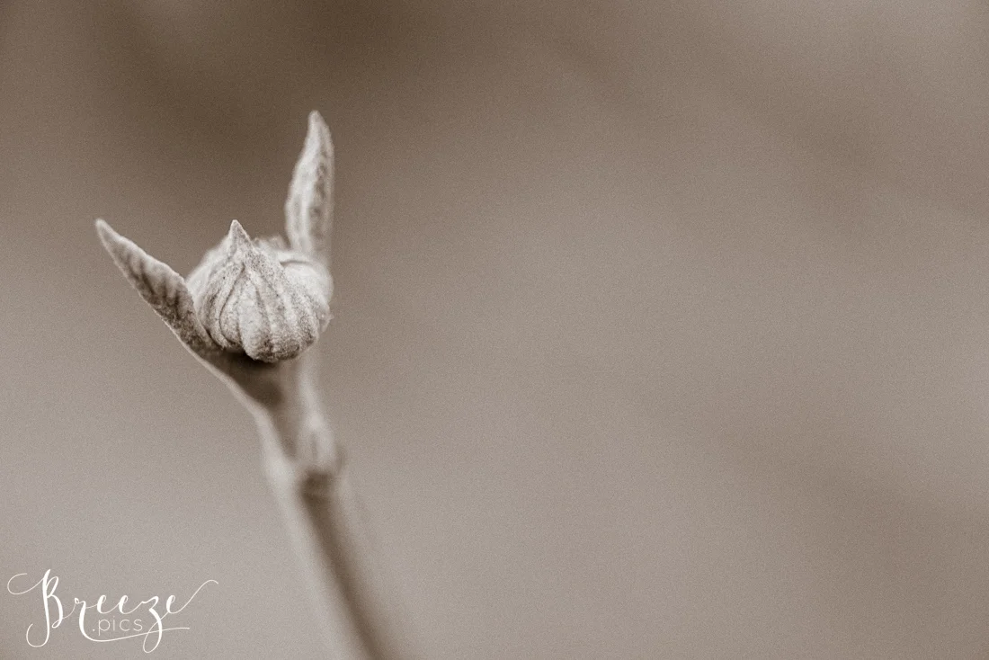 Snowdrops-2528.jpg