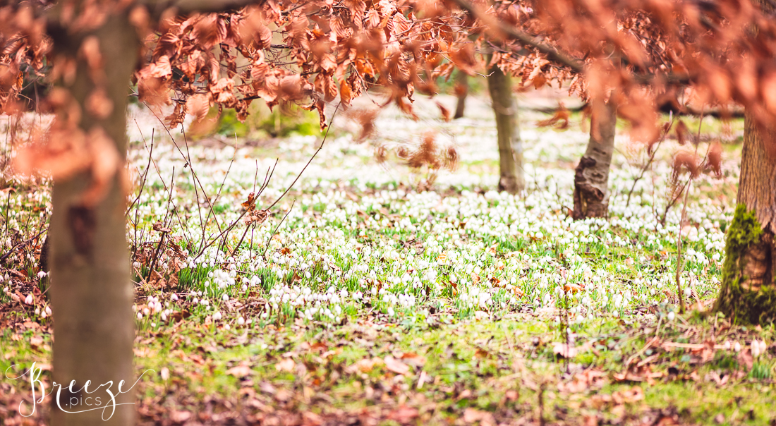 Spring_Bulbs_Bernadette_Meyers-.jpg