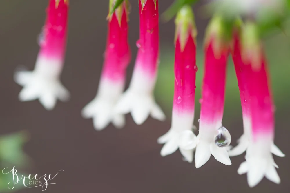 BreezePics_Art_Photography_Group.jpg