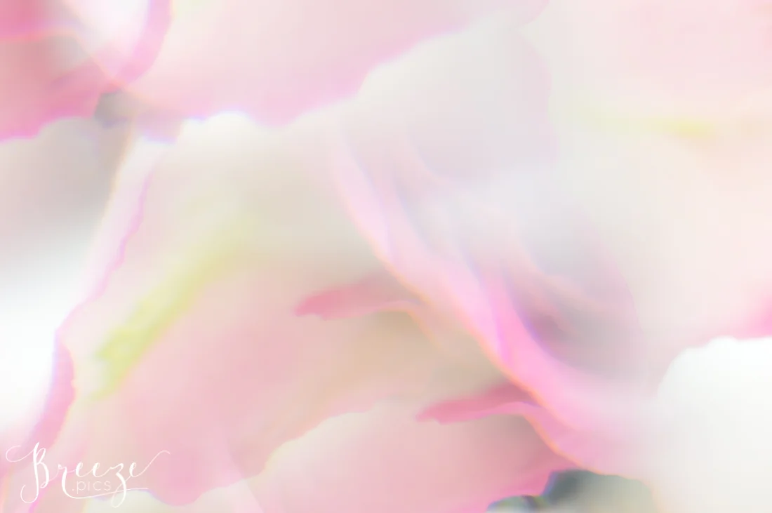 Macro Rose Petal Detail, Breeze Pics, Bernadette Meyers