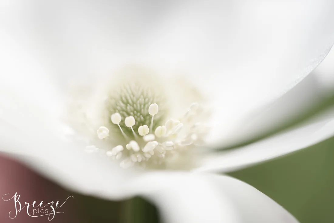 Anemone in Keukenhof Gardens, Netherlands, Holland, Breeze Pics, Bernadette Meyers