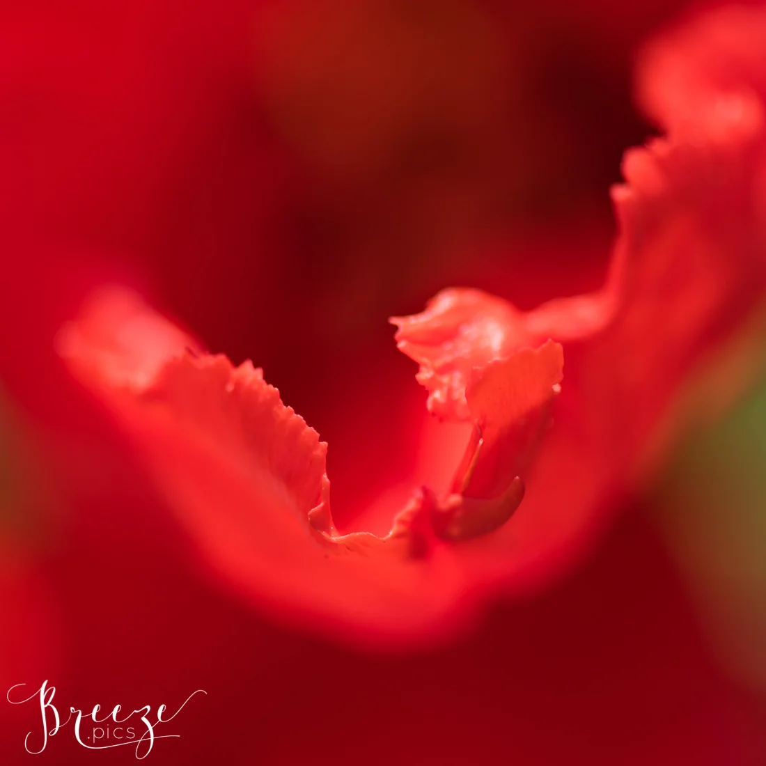 Macro Tulip Detail in Keukenhof Gardens, Netherlands, Holland, Breeze Pics, Bernadette Meyers
