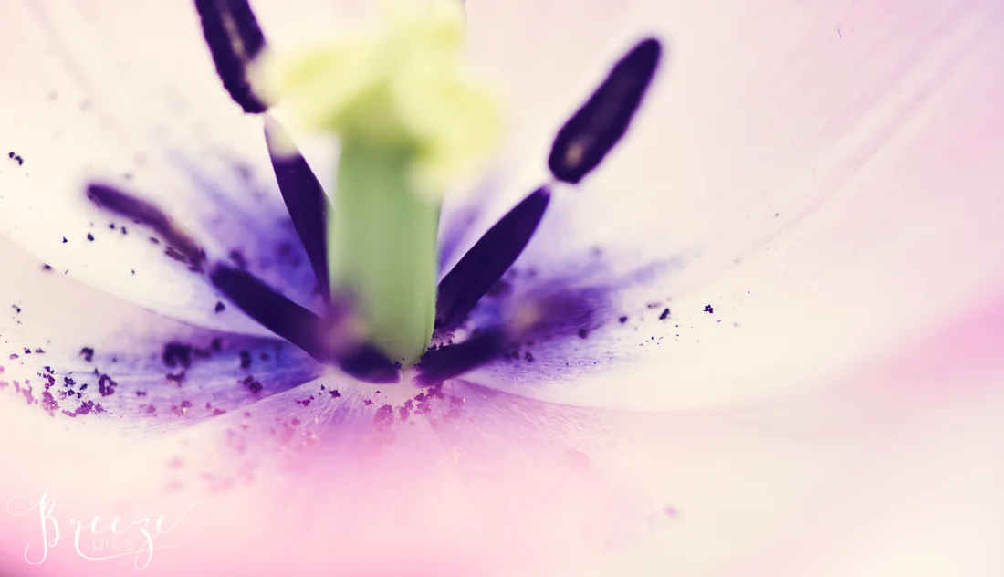 Macro Tulip Detail in Keukenhof Gardens, Netherlands, Holland, Breeze Pics, Bernadette Meyers