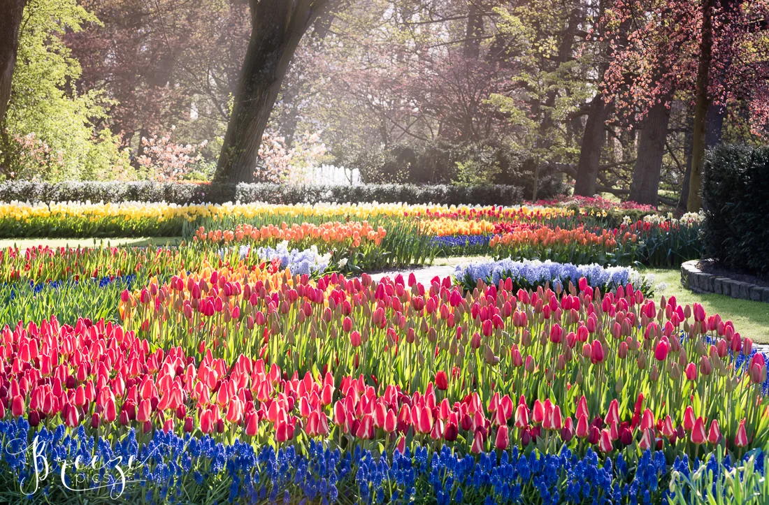 Tulips and Flowers in Keukenhof Gardens, Netherlands, Holland, Breeze Pics, Bernadette Meyers
