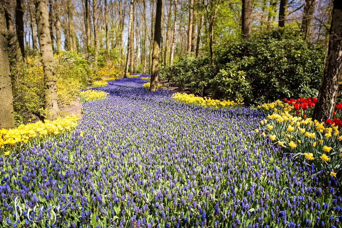 Hyacinths and Flowers in Keukenhof Gardens, Netherlands, Holland, Breeze Pics, Bernadette Meyers