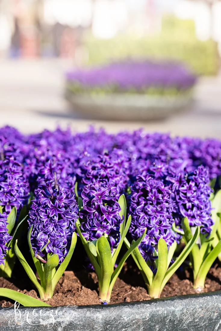 Hyacinths in Keukenhof Gardens, Netherlands, Holland, Breeze Pics, Bernadette Meyers