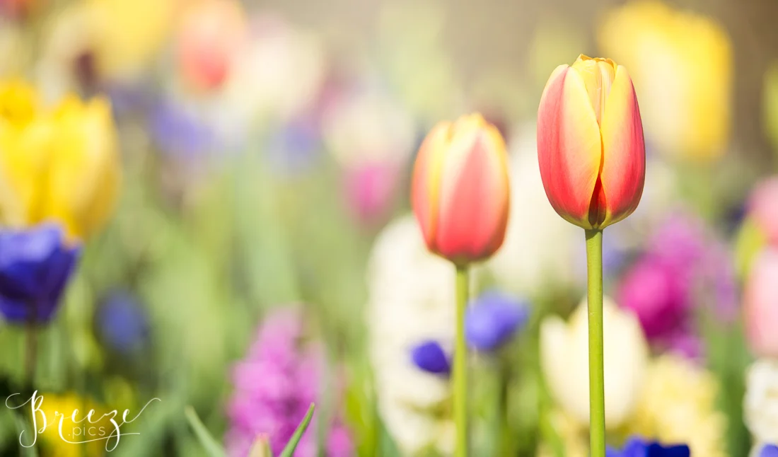 Tulips in Keukenhof Gardens, Netherlands, Holland, Breeze Pics, Bernadette Meyers