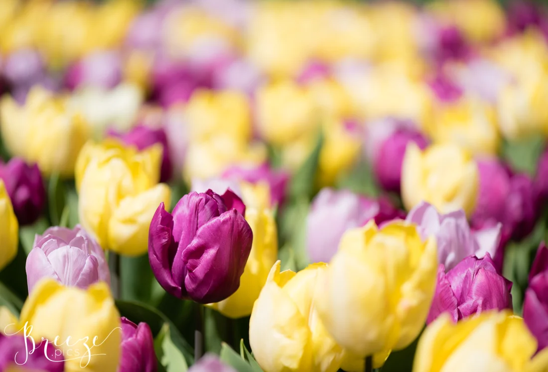 Tulips in Keukenhof Gardens, Netherlands, Holland, Breeze Pics, Bernadette Meyers
