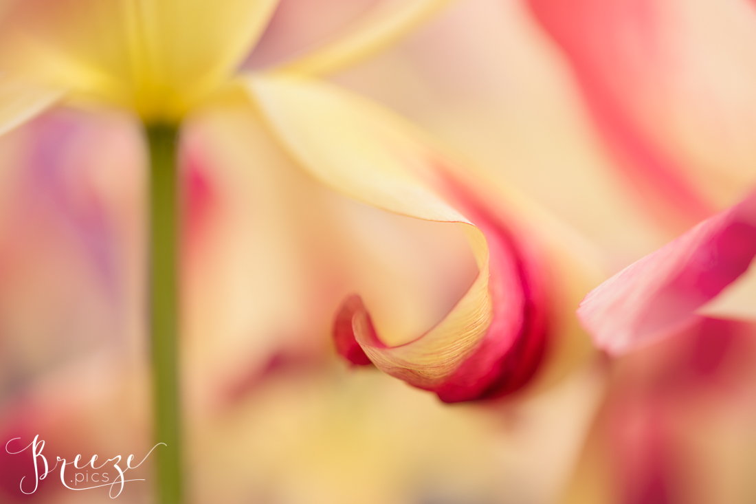 Macro Tulip Detail in Keukenhof Gardens, Netherlands, Holland, Breeze Pics, Bernadette Meyers
