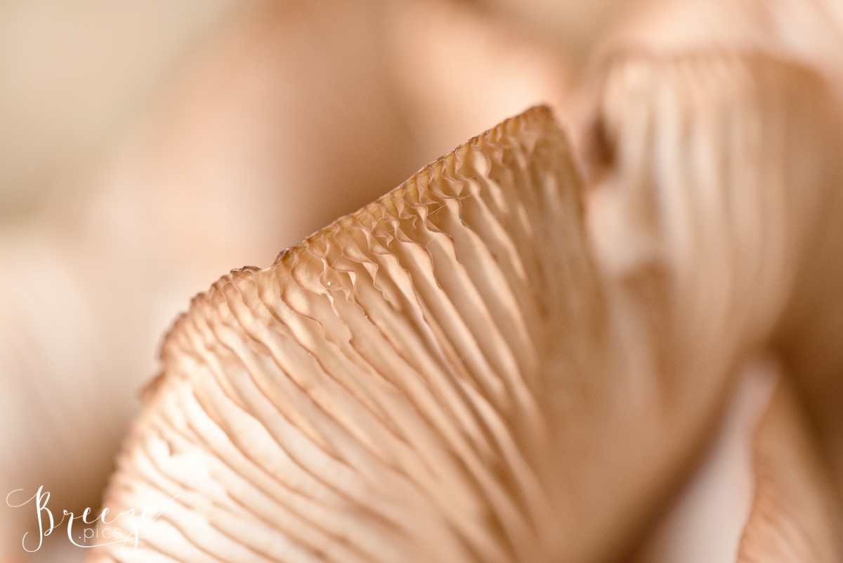 Autumn_fungi_study_4.jpg