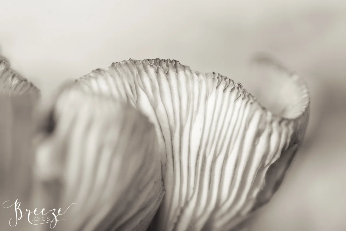 Monochrome Macro Mushroom Fine Art Photograph, Home Decor, Breeze Pics