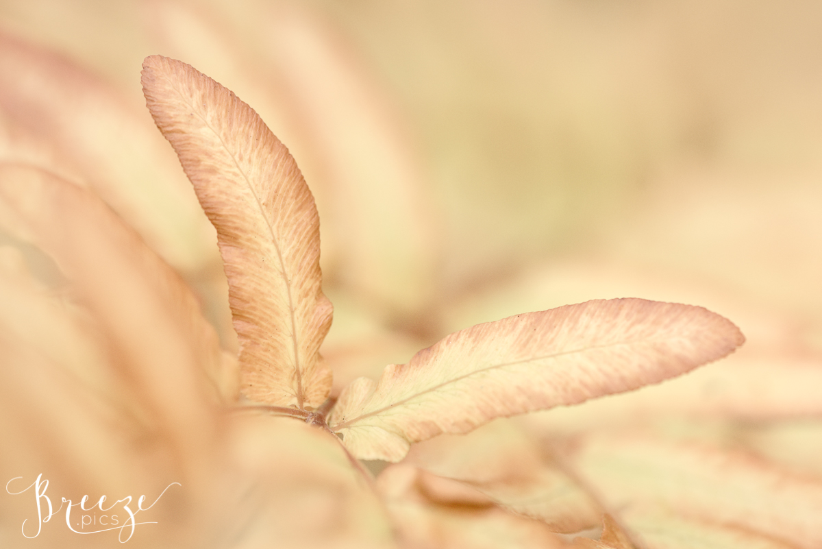 Macro Autumn Leaf Detail, Home Decor Fine Art Photograph, Breeze Pics