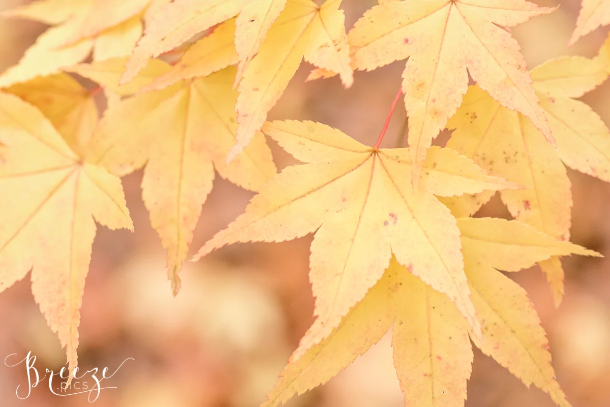 Autumn Leaf Macro Nature Fine Art Photograph Print, Bernadette Meyers