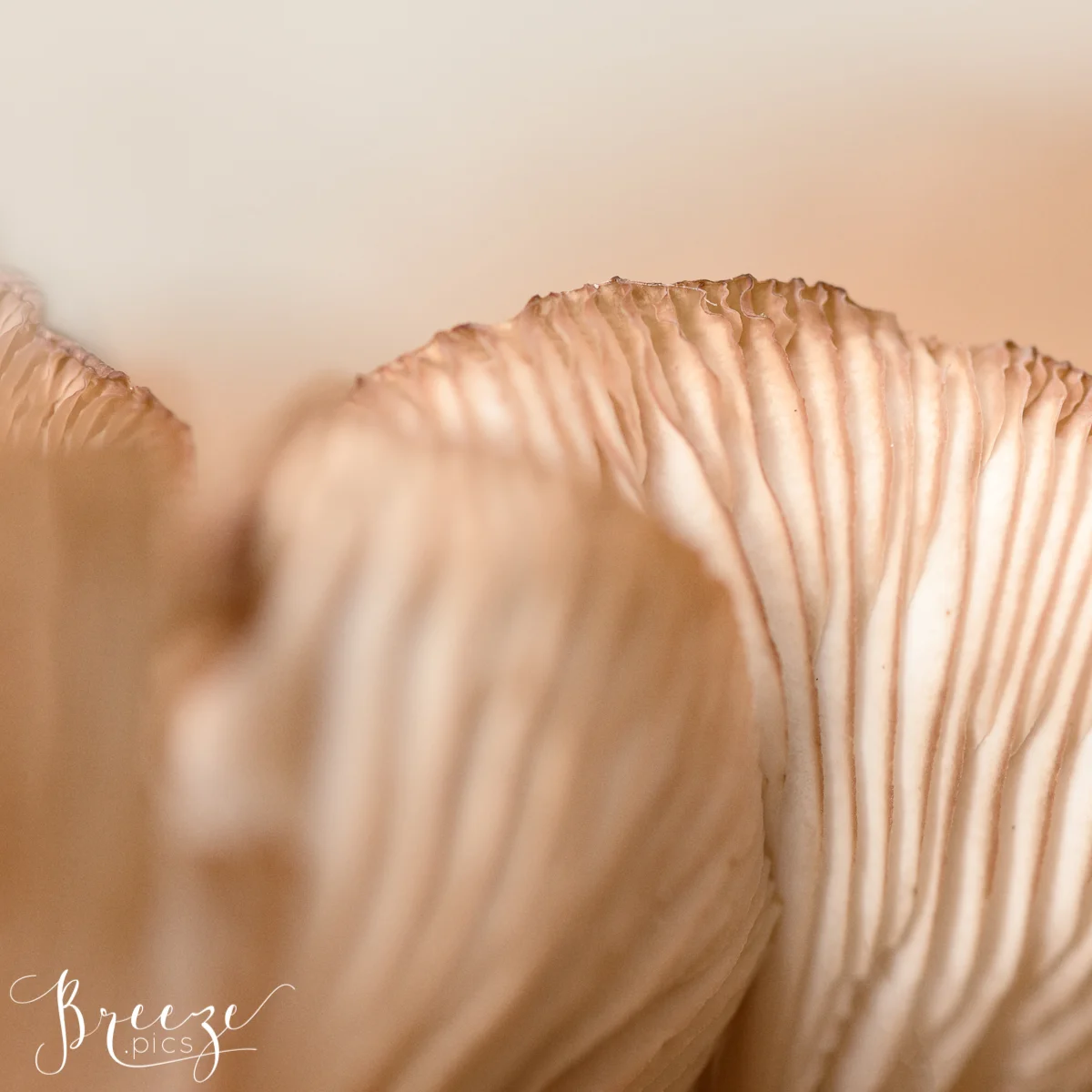 Macro Fungi Photograph, Wall Decor, Breeze Pics