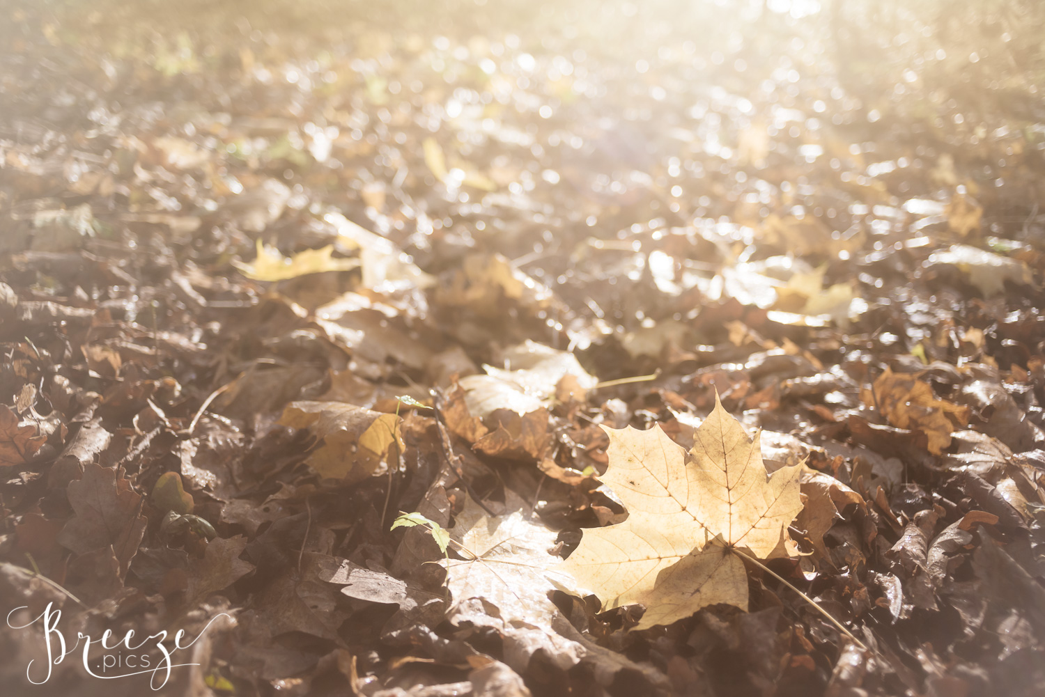 Autumn Forest Floor Fine Art Macro Nature Photograph, Home Decor Print, Breeze Pics