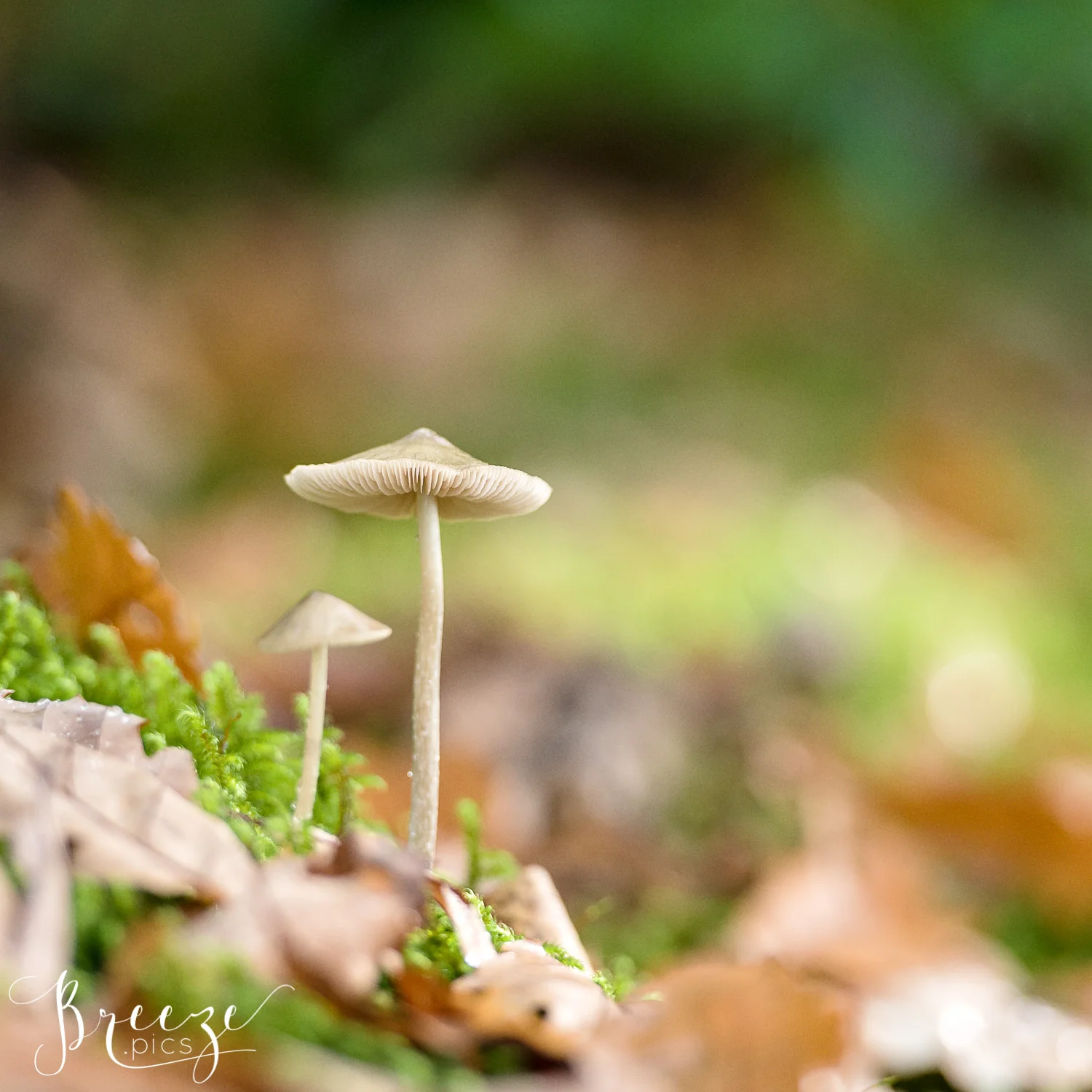 mushroom limited edition fine art print