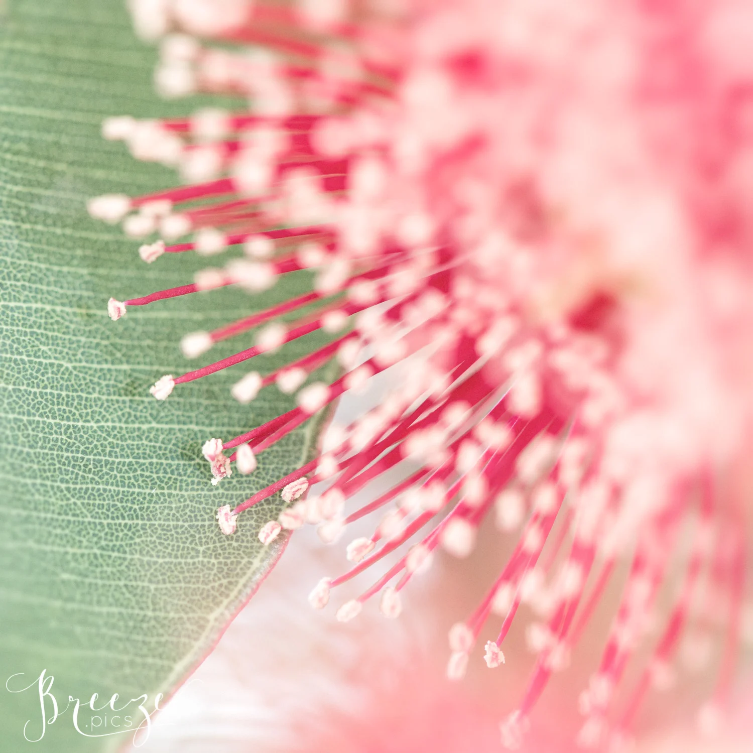 Eucalyptus Blossom Limited Edition Fine Art Home Decor Print, Breeze Pics