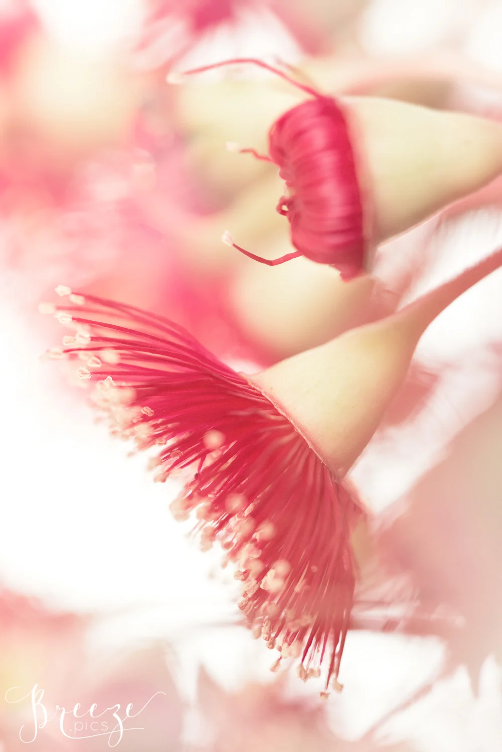 Eucalpyt Blossom Limited Edition Fine Art Home Decor Print, Breeze Pics