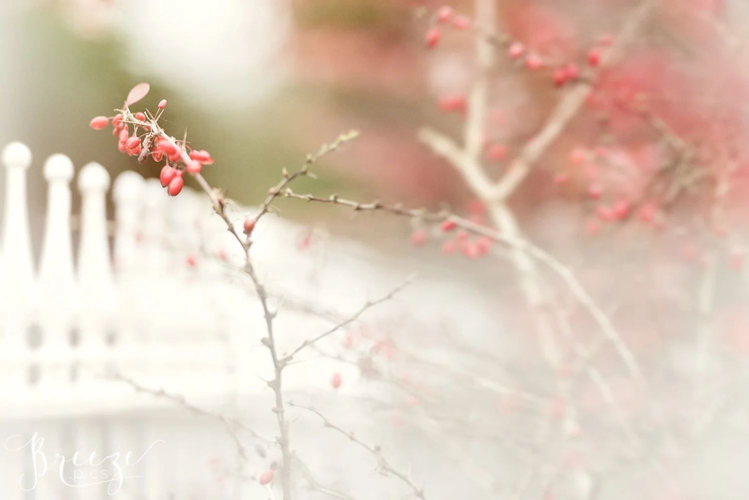 Dreamy Autumn Walk Limited edition fine art macro photograph, home wall art, Breeze Pics