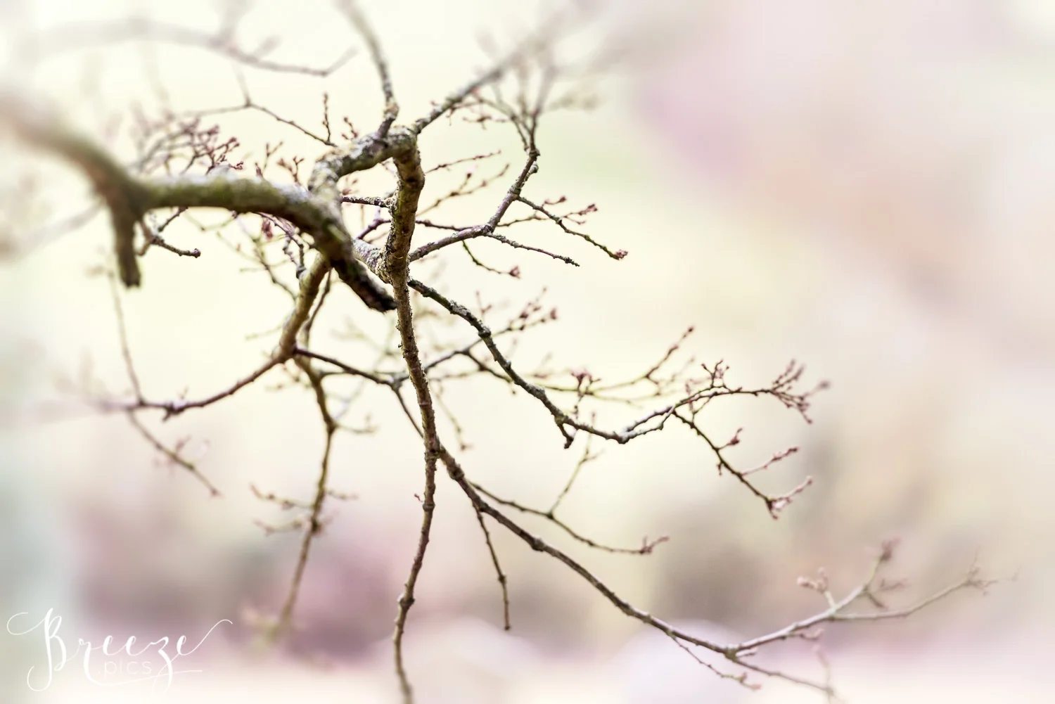 Dreamy Nature winter branches limited edition fine art home decor photography print, Bernadette Meyers