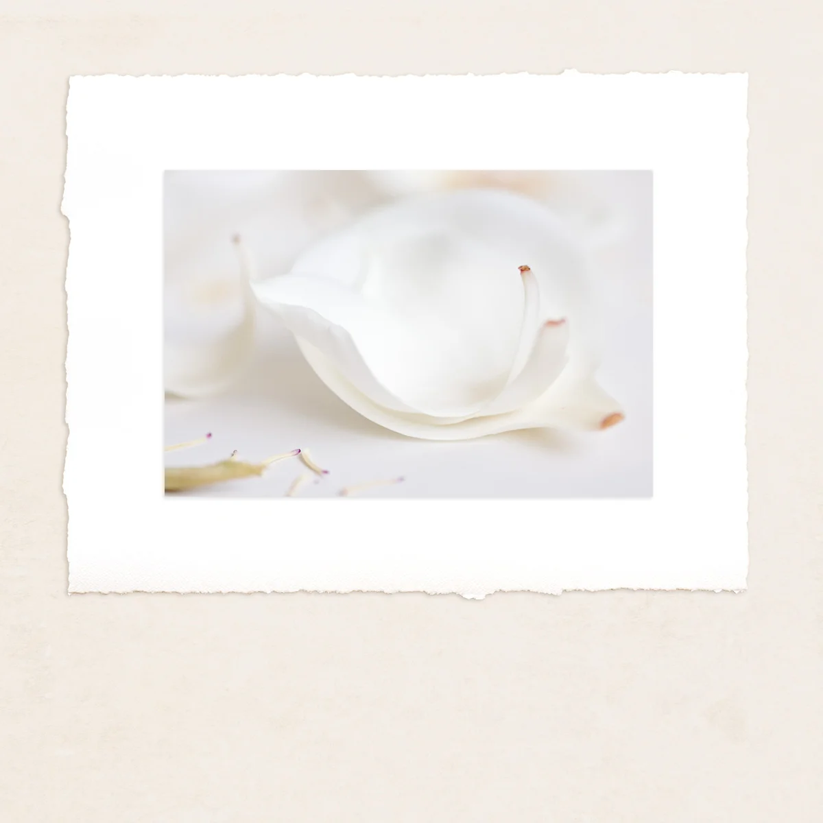 Magnolia petal study, fine art home decor print, limited edition photograph, Bernadette Meyers