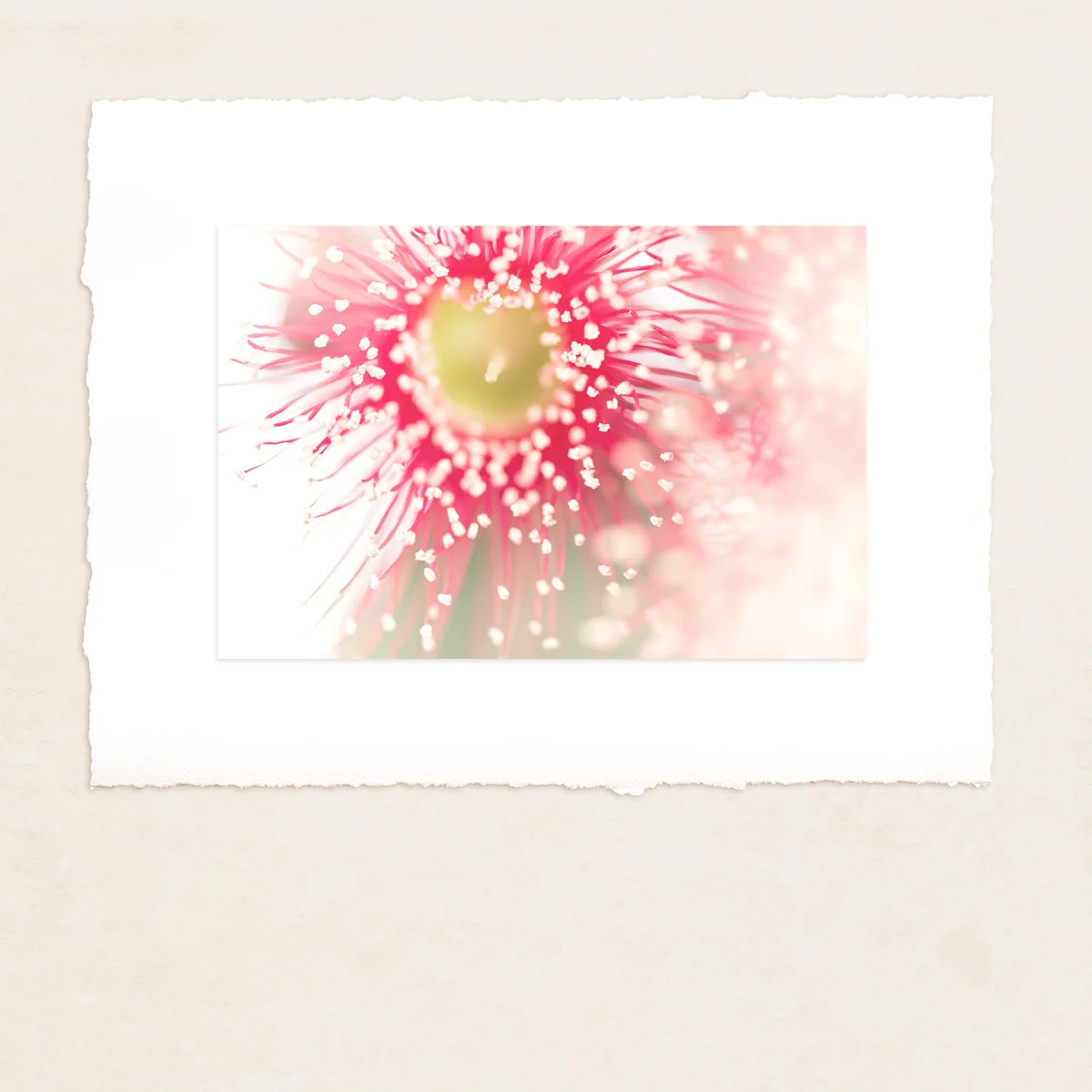 Eucalypt blossom study, fine art photograph, home wall art, Bernadette Meyers