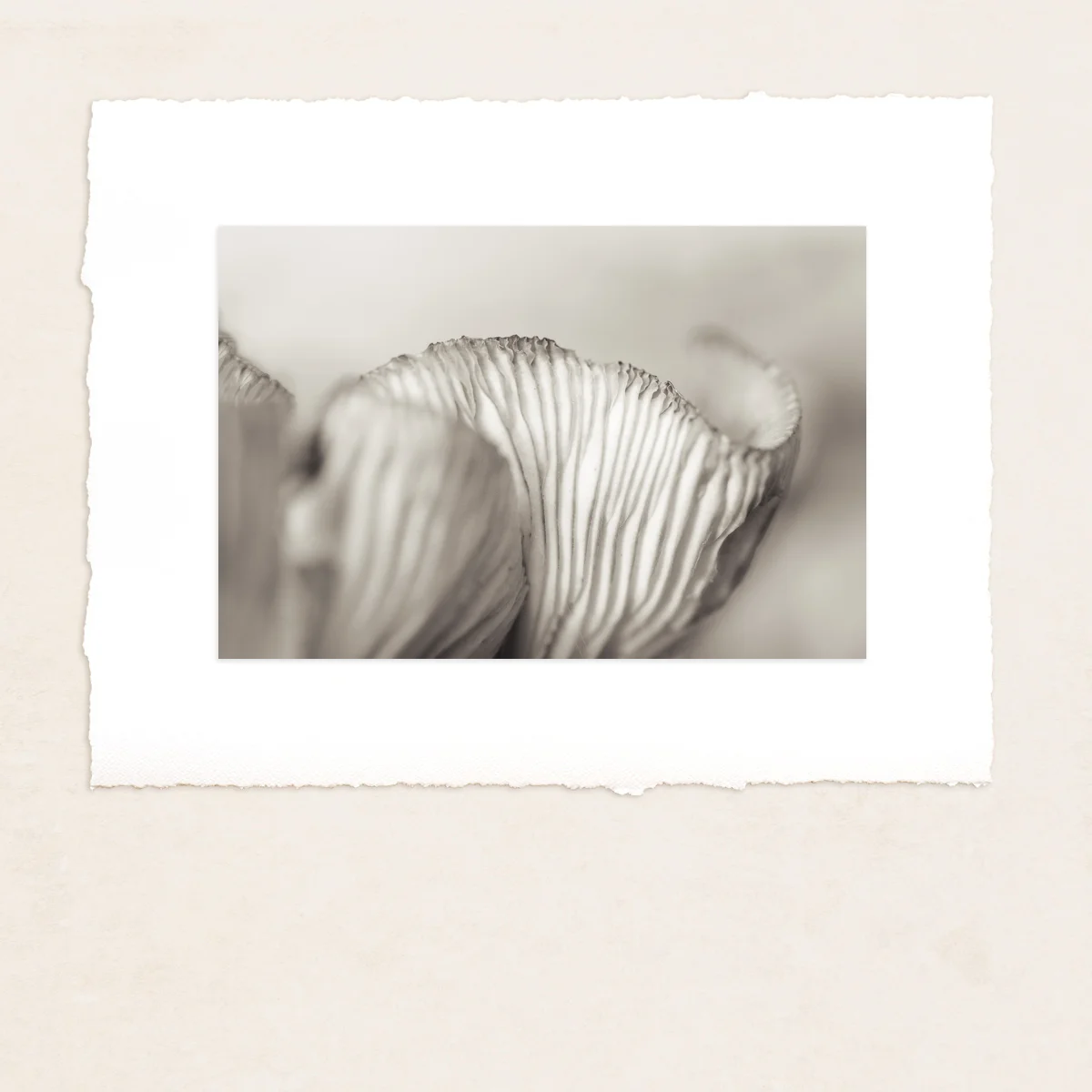 Monochrome autumn fungi macro photograph, limited edition fine art home decor print, Bernadette Meyers