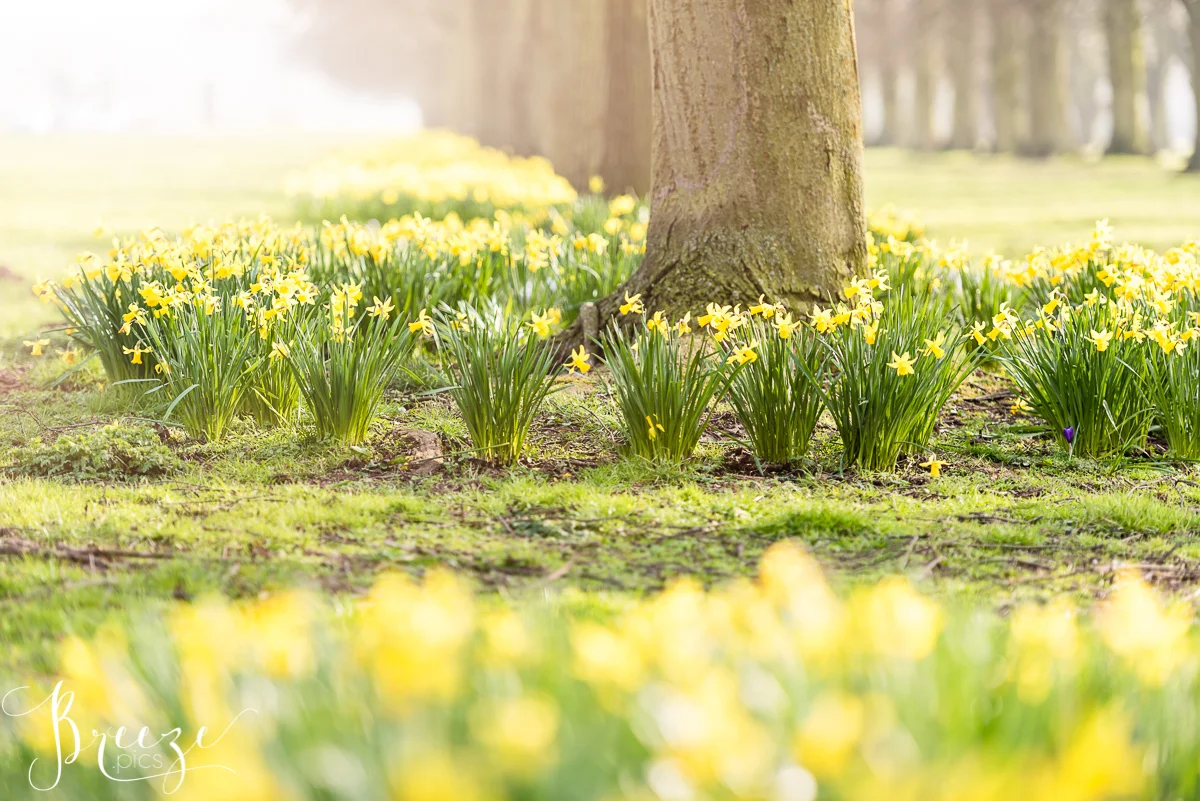 Spring_Bulbs_Bernadette_Meyers-.jpg