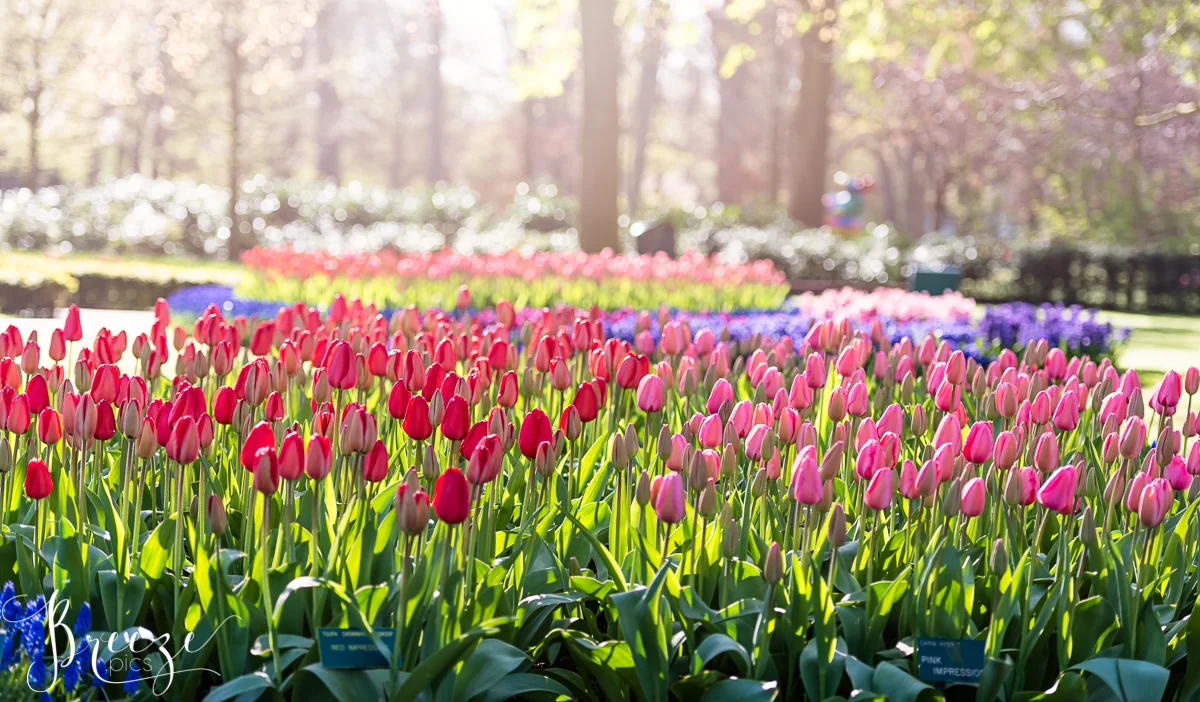 Spring_Bulbs_Bernadette_Meyers--30.jpg
