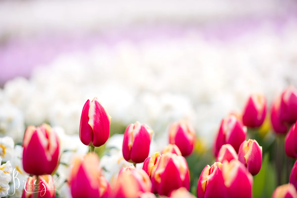 Spring_Bulbs_Bernadette_Meyers--28.jpg