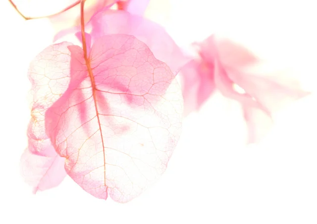 Introducing HOCH+GREEN