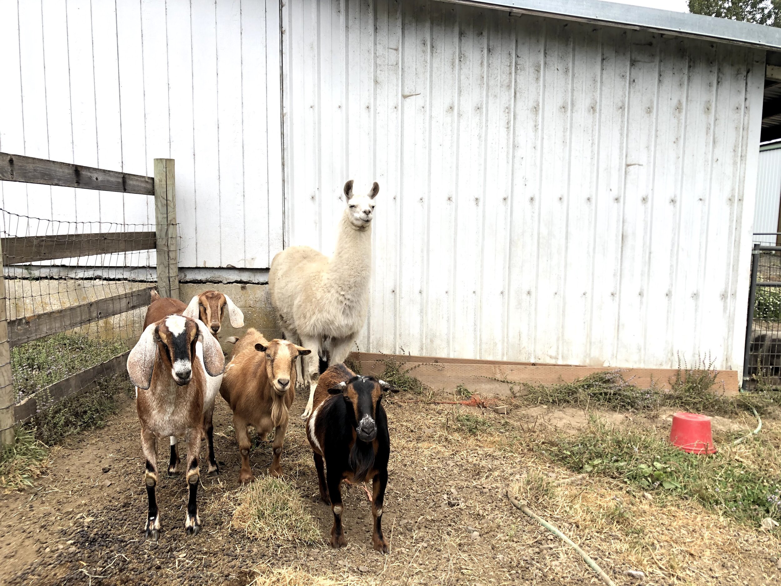 Cosmo and his goat friends