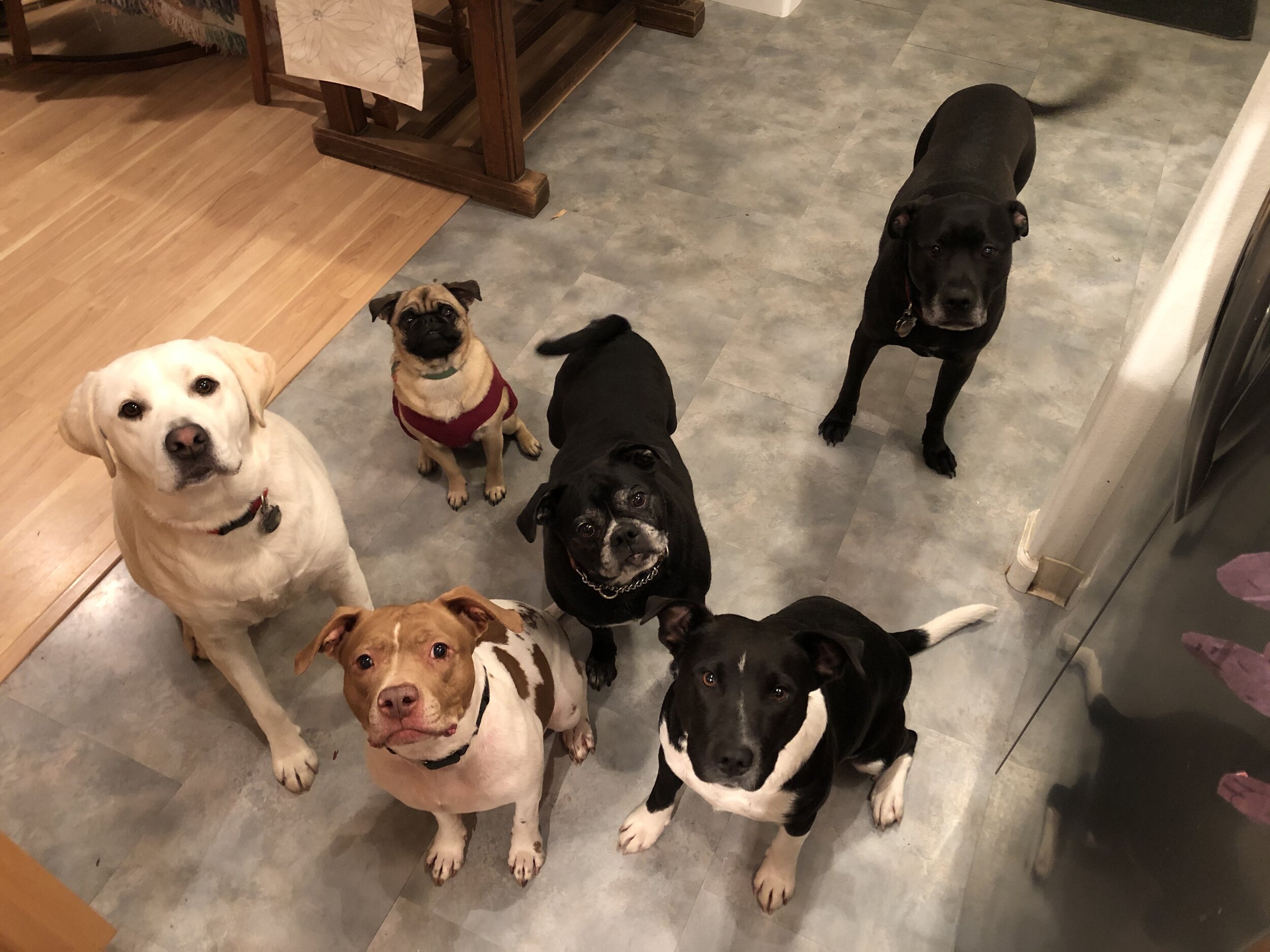 (Clockwise from L) Coolidge, Frankie, Sparky, Lady Agatha, Willa, Gussie