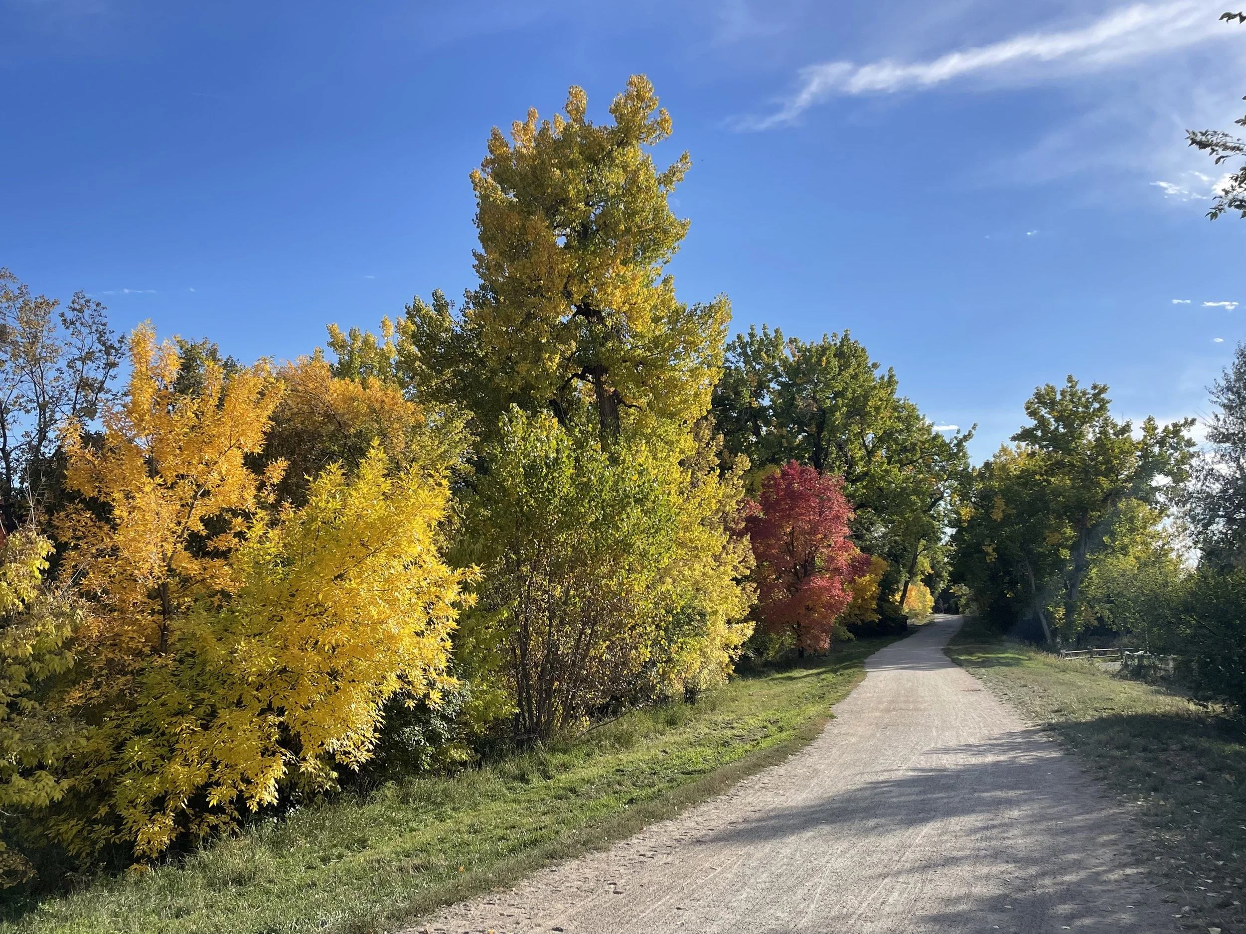 A Tree Ring in the Making