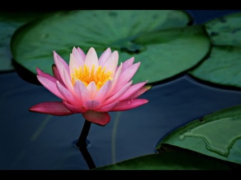 lotus x.jpg