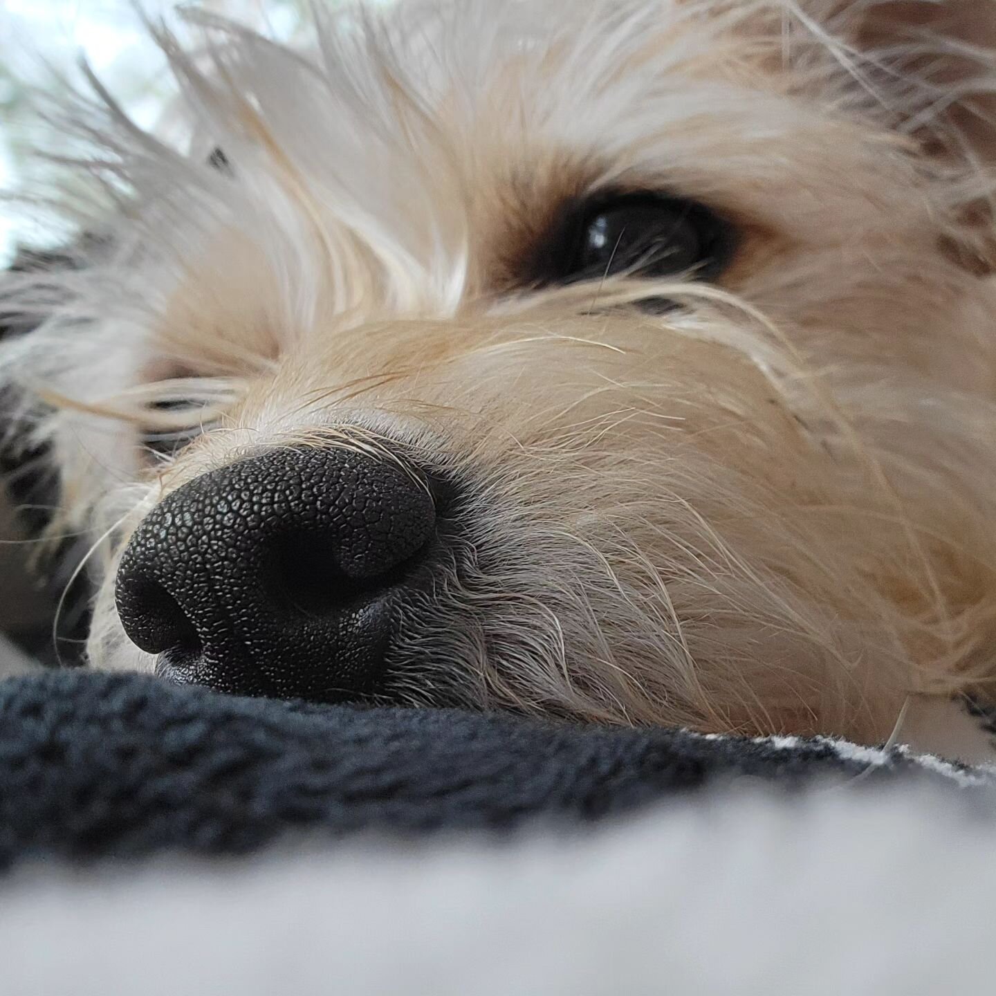 A puppy nose to start your day.  Bentley Baker, wishing you all a happy 2024.

#phasesofbentleybaker #dogsofinstagram
#puppynose #scottclintonphotography #photographerlife #photonomad