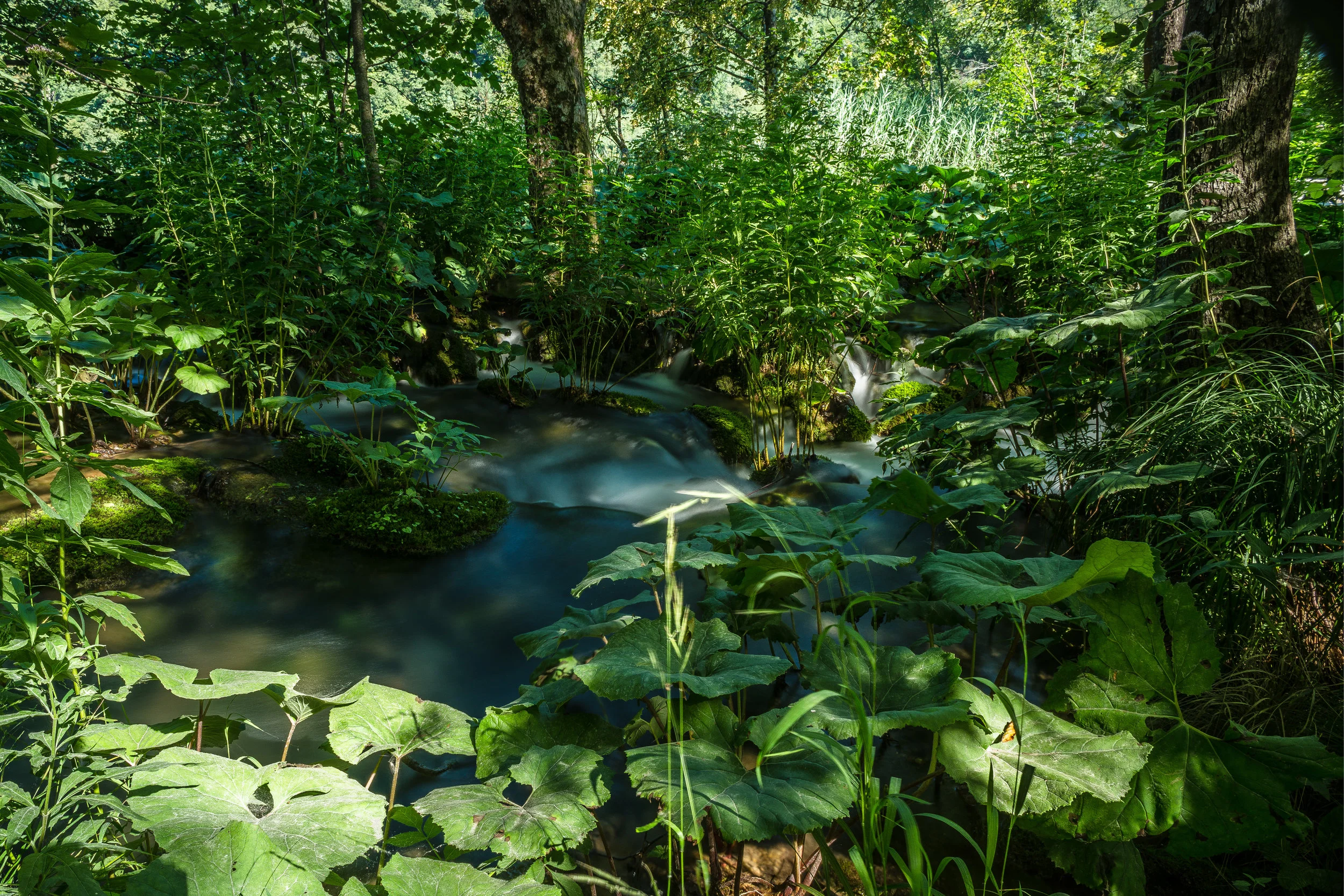 DSC07054-2.jpg