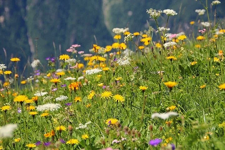 Blumenwiese.jpg