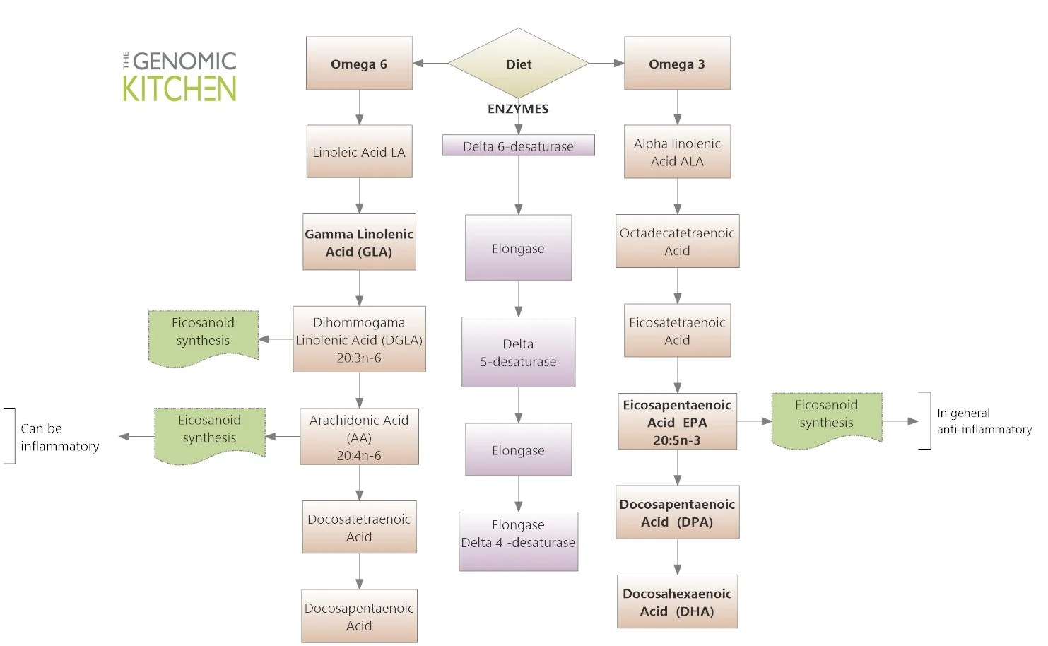 Omega-3 Conversion Pathways.jpg