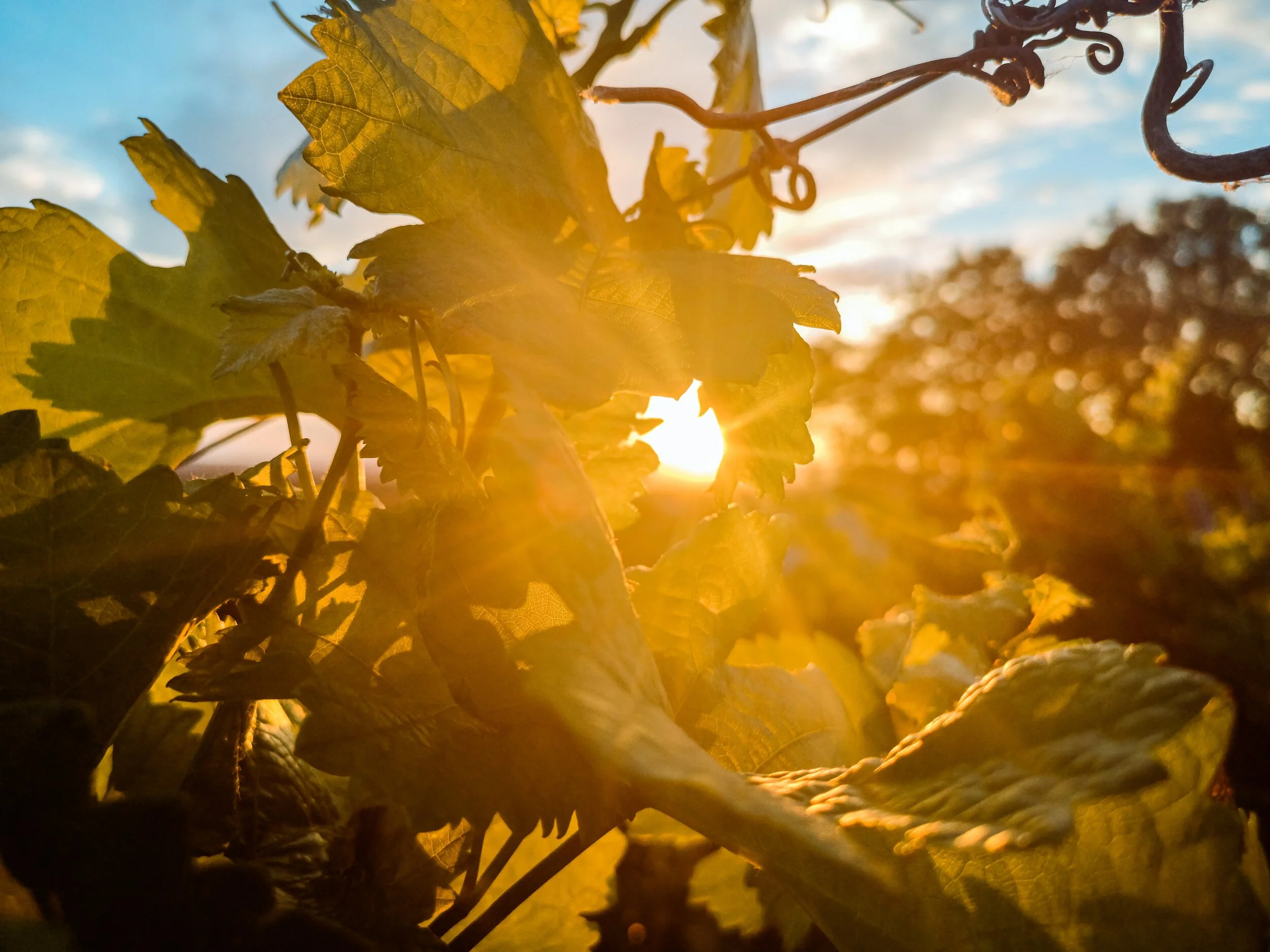 Your Food Guide to What Helps The Immune System — The Genomic Kitchen