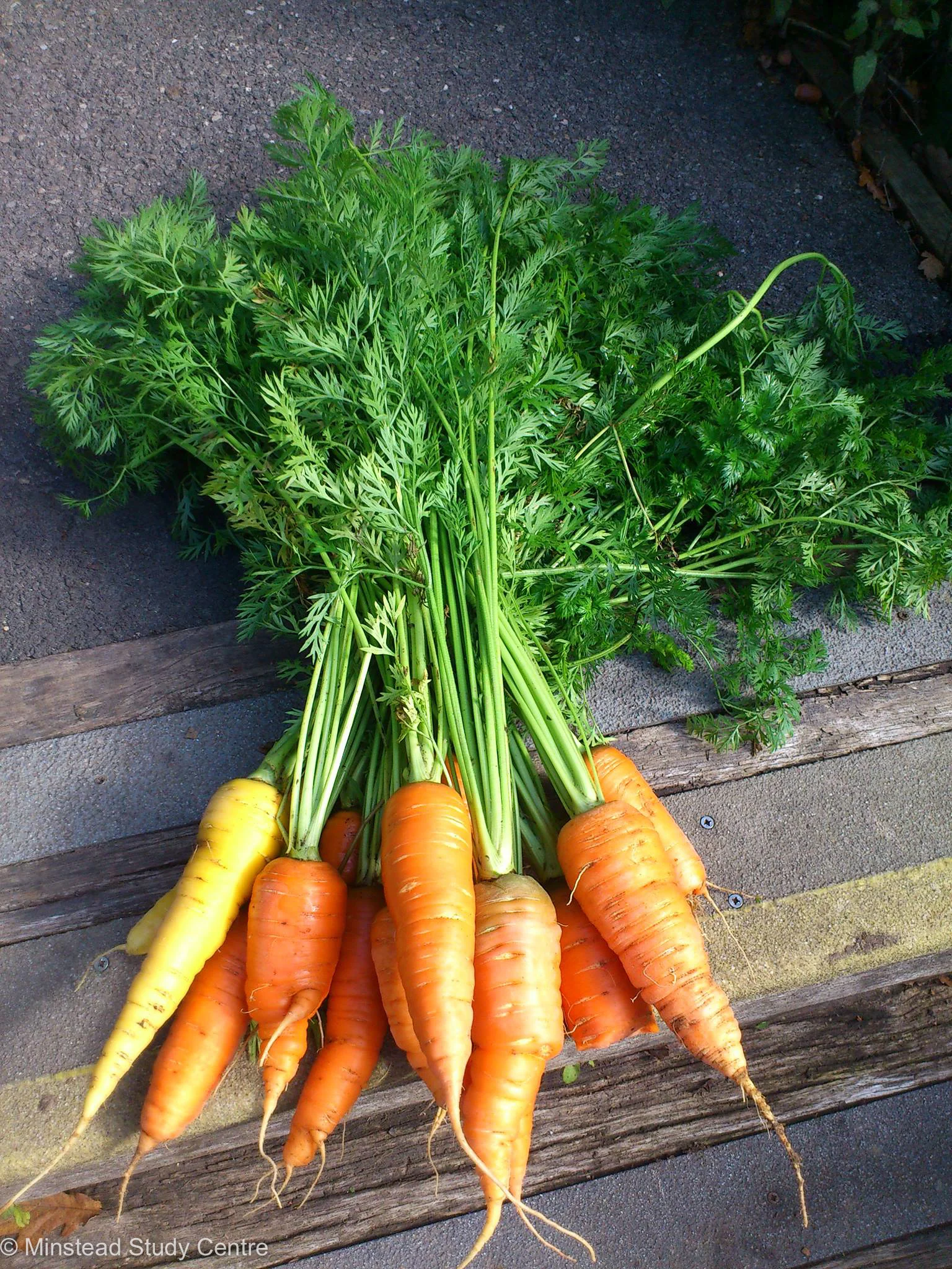 Organic Carrots from Minstead Study Center's vegetable garden