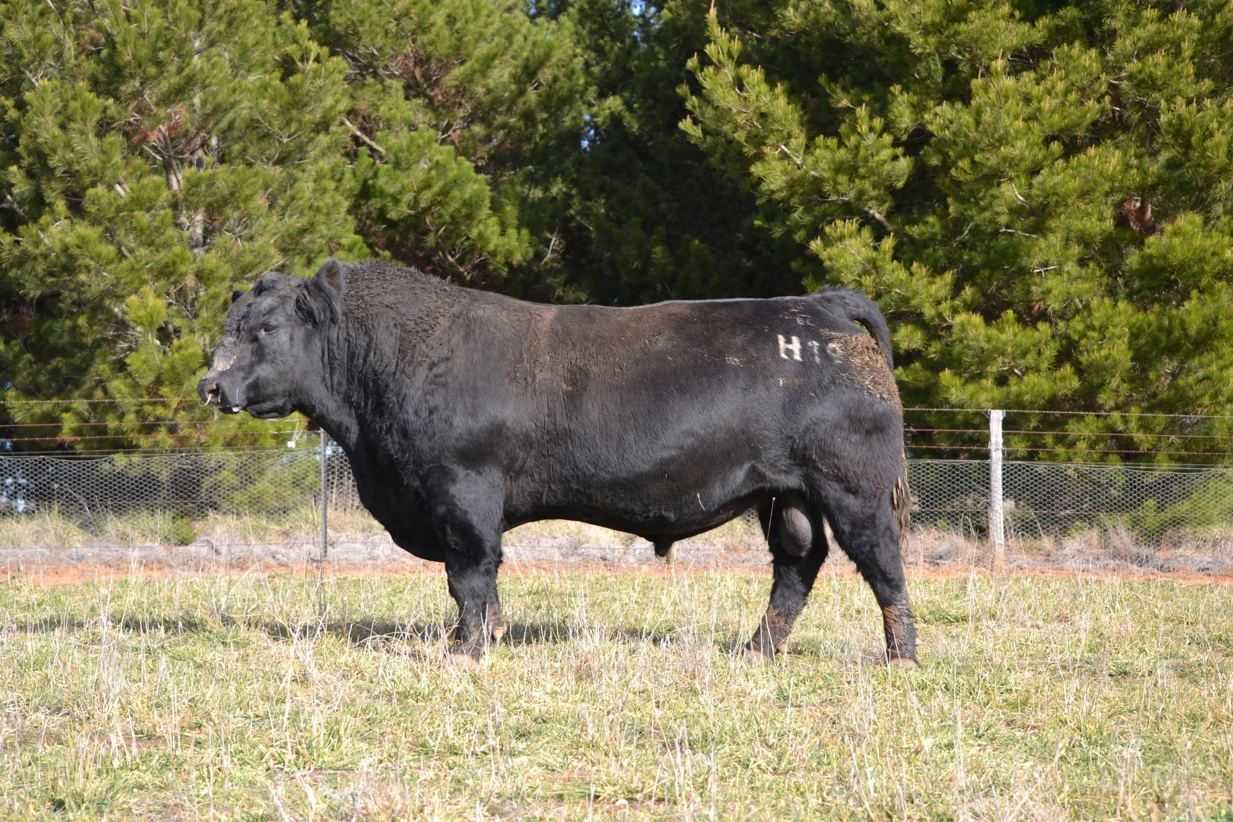 Rosskin Angus Bull Sale