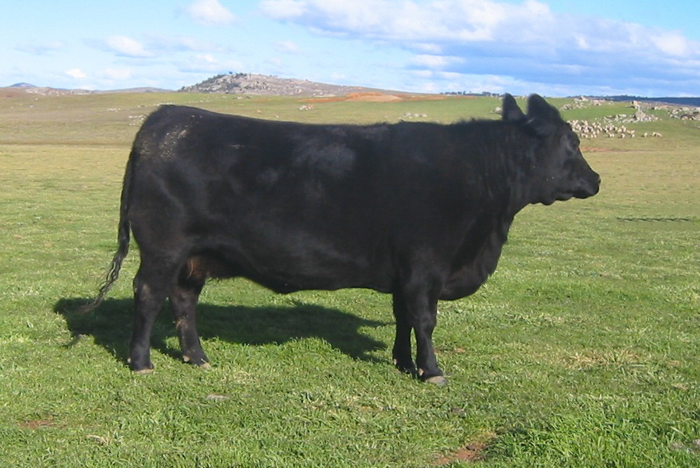 Pictured Above: Dam NROD38 ROSSKIN WANDA D38(AI)