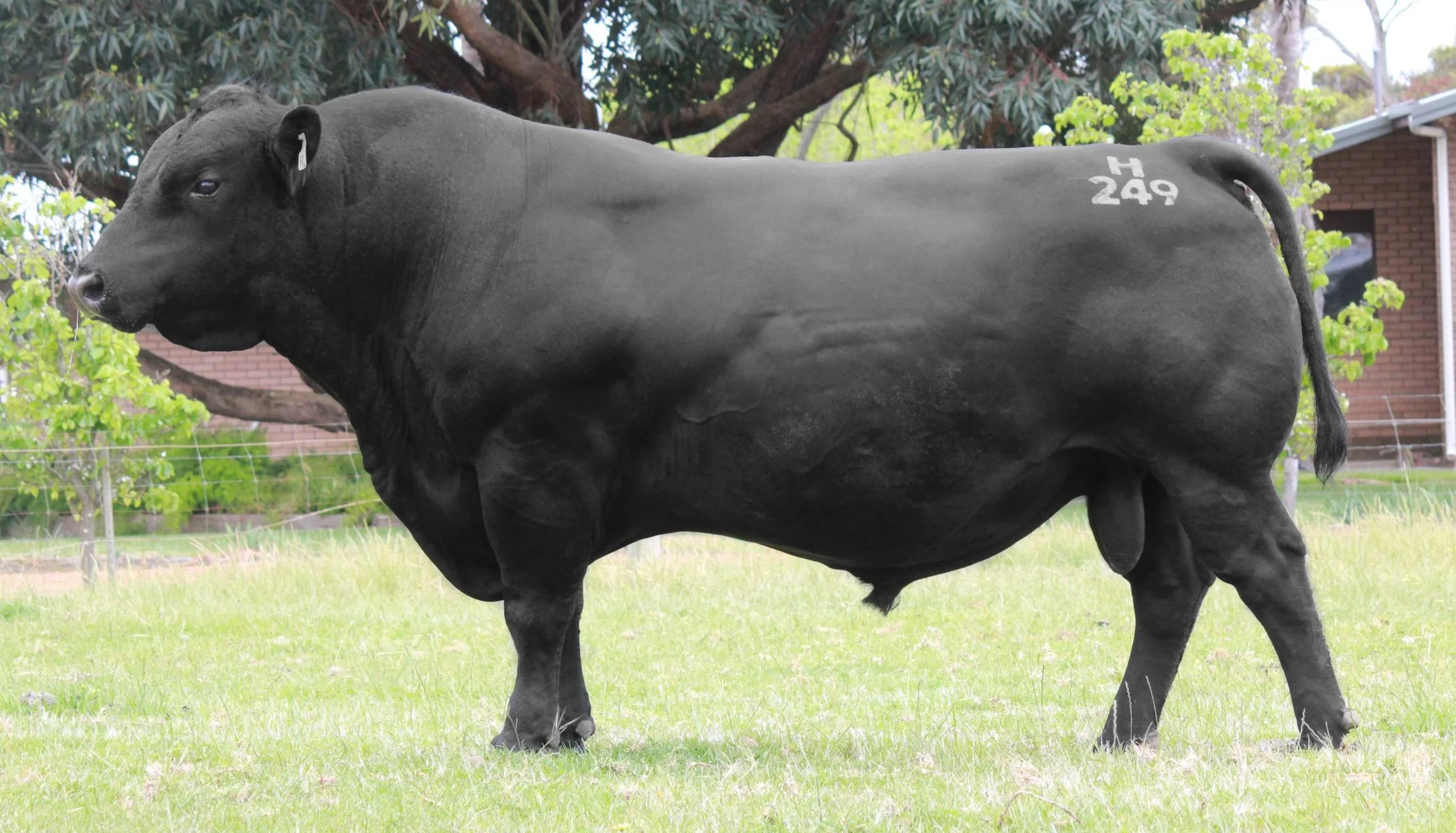 SIRE - WDCH249 - COONAMBLE HECTOR H249