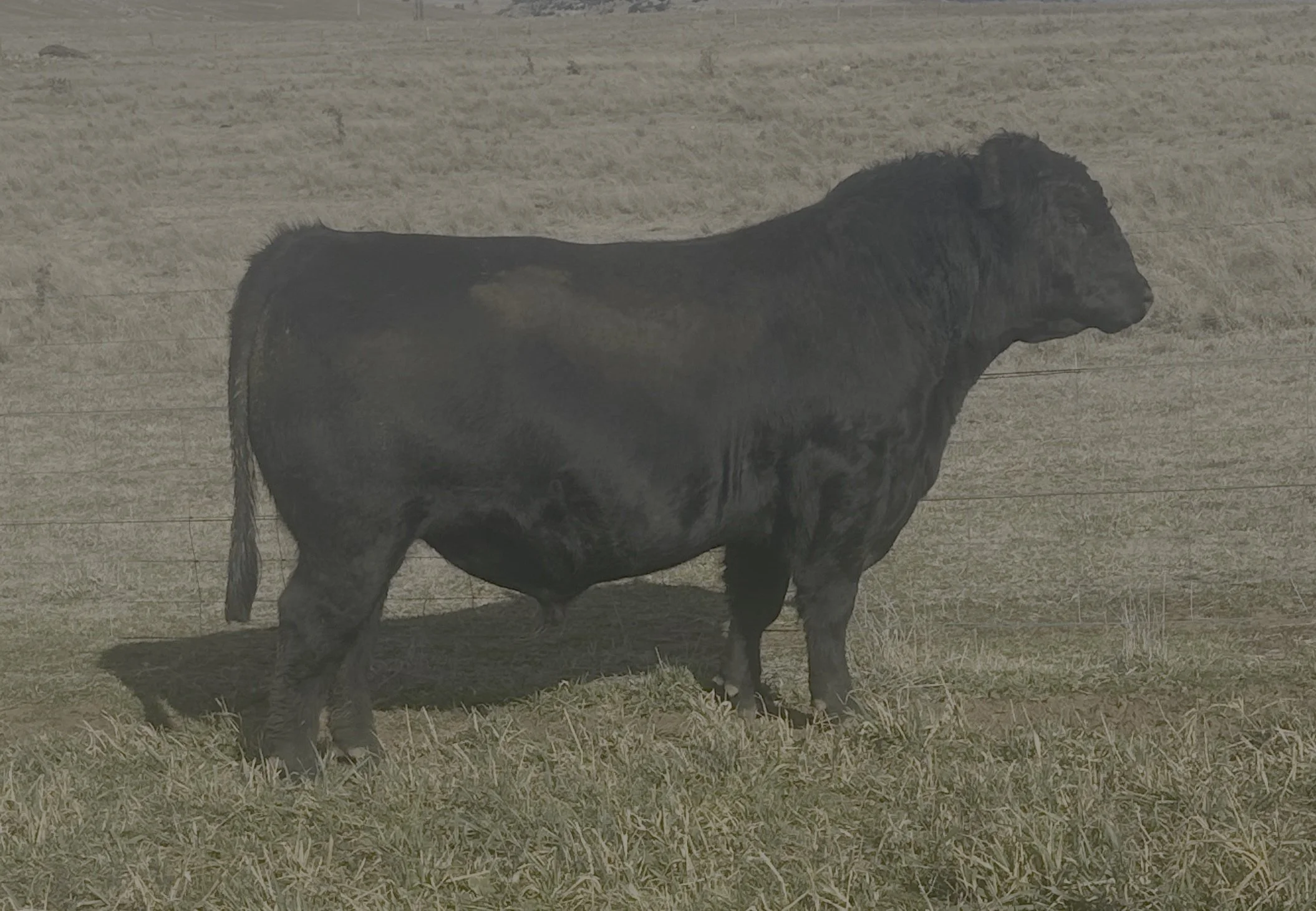 LOT 7 - NRO23U76 ROSSKIN DIGNITY U76