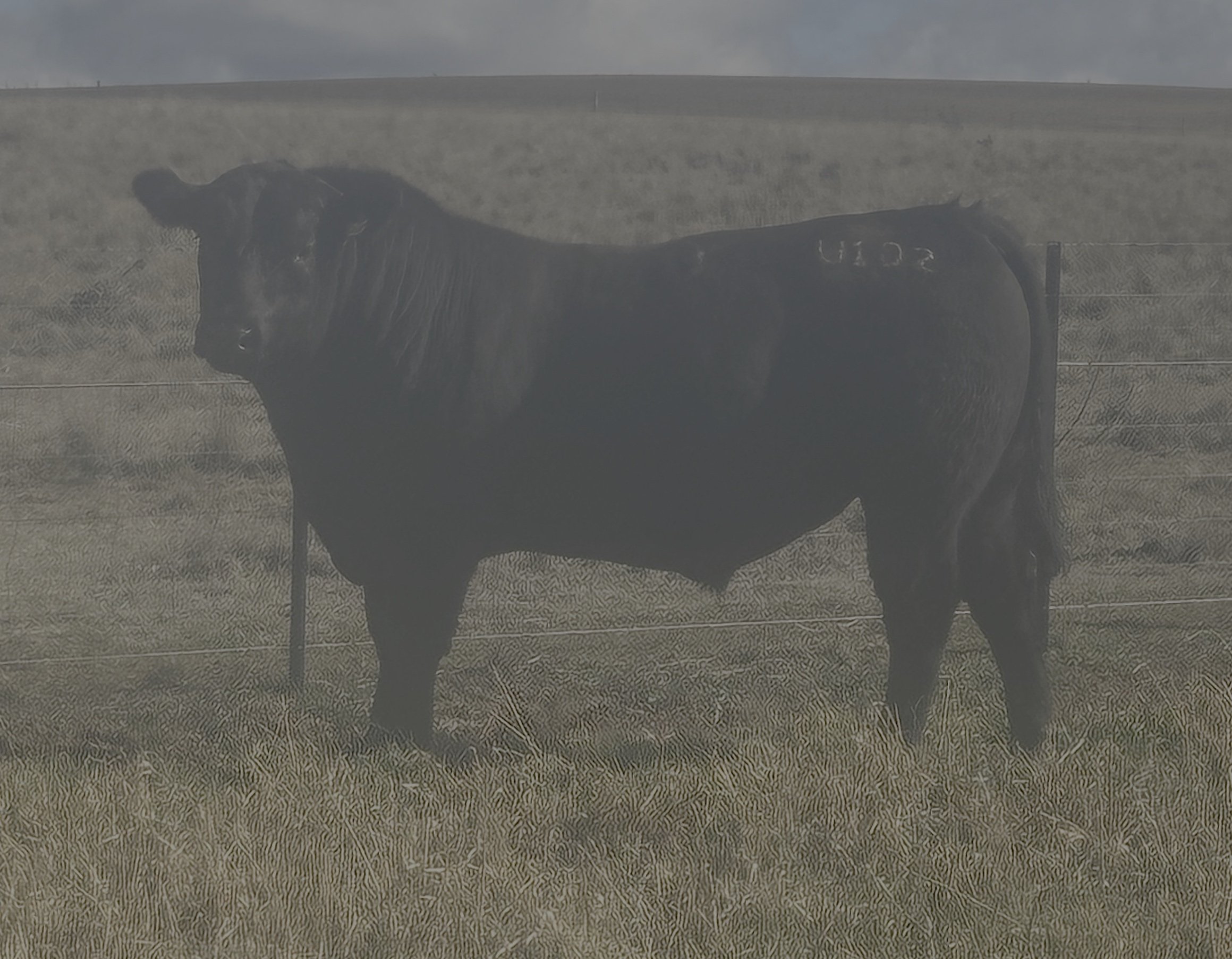 LOT 11 - NRO23U102 ROSSKIN PARATROOPER U102