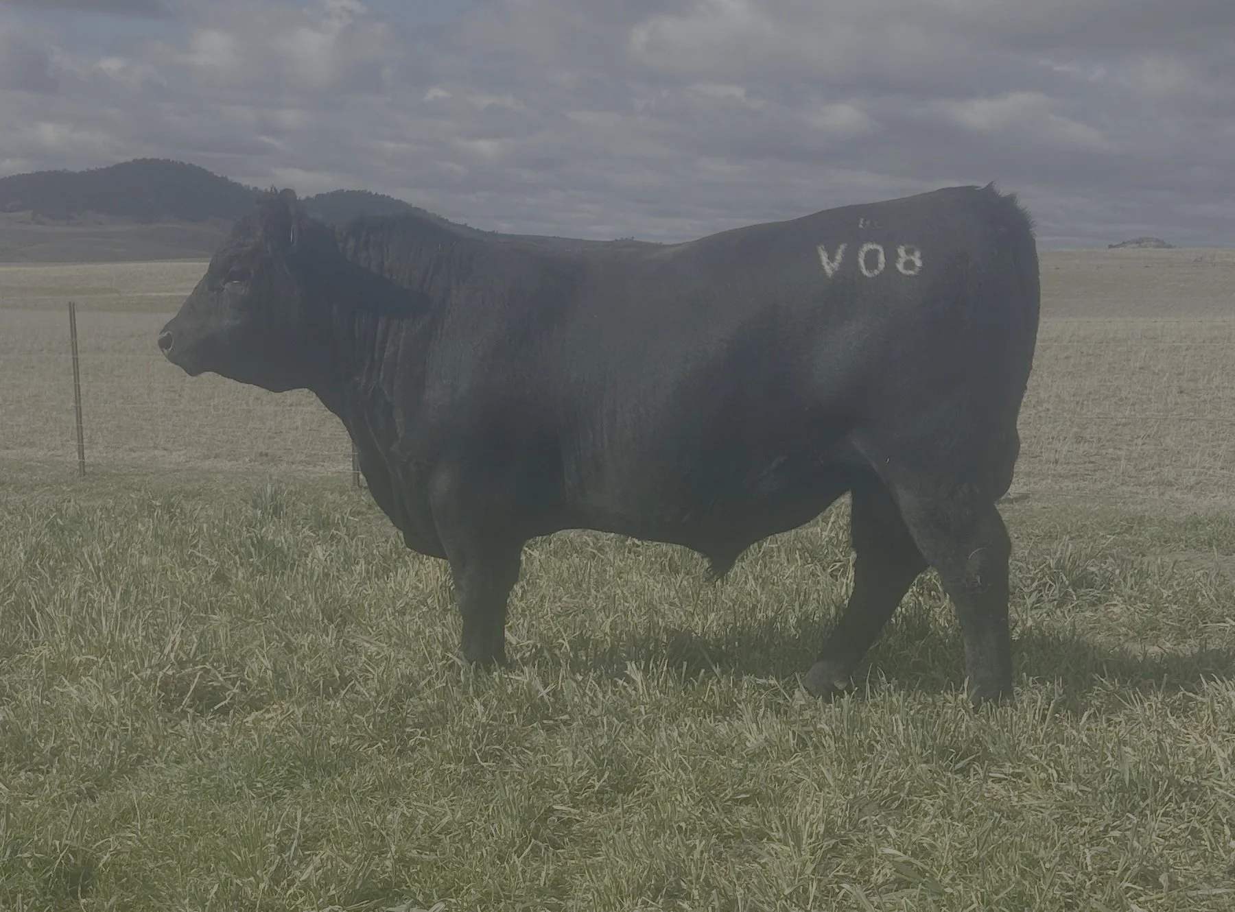 LOT 14 - NRO24V08 ROSSKIN NEW GROUND V08